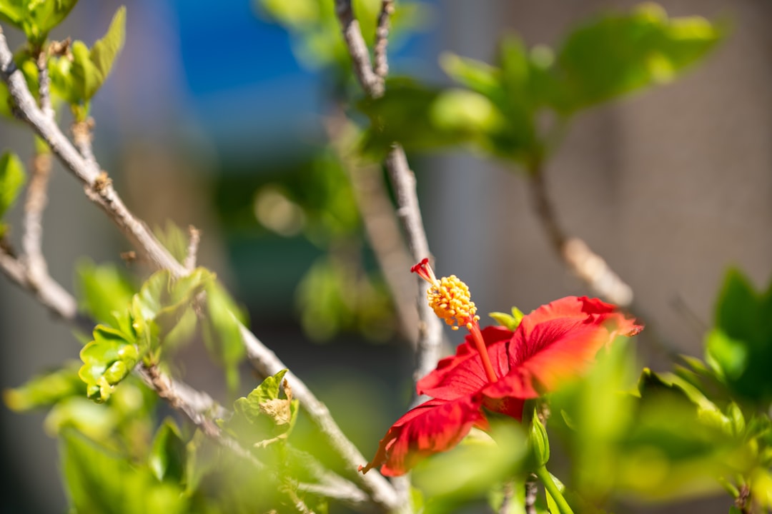 erfahren sie, wie sie hibiskuspflanzen richtig schneiden, um gesundes wachstum und reichliche blüte zu fördern. praktische tipps zur hibiskus-beskneidung für anfänger und gartenprofis.