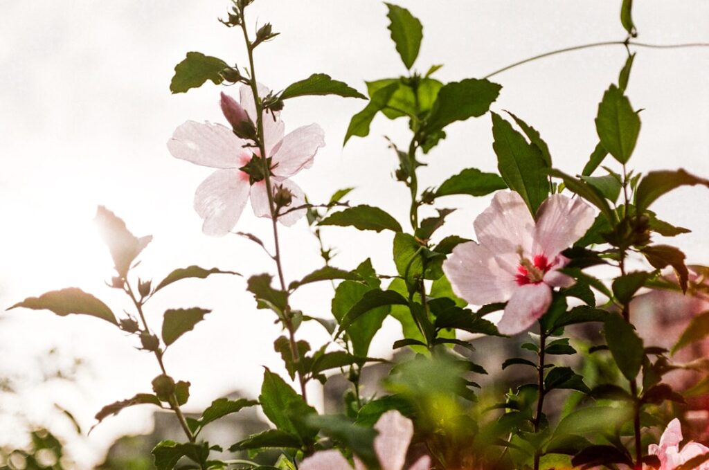erfahren sie, wie sie hibiskuspflanzen richtig schneiden, um gesundes wachstum und üppige blüten zu fördern. tipps und techniken zum hibiskusschnitt für anfänger und gartenliebhaber.
