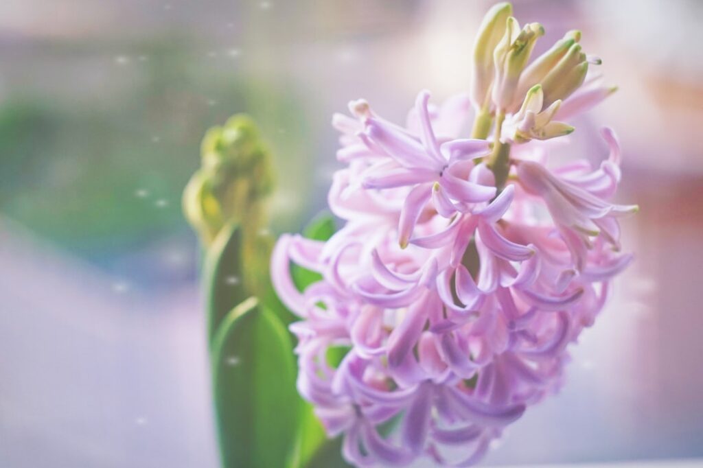 erfahren sie, wie sie hyazinthen richtig pflanzen und pflegen, um wunderschöne blüten und gesunde pflanzen zu gewährleisten.