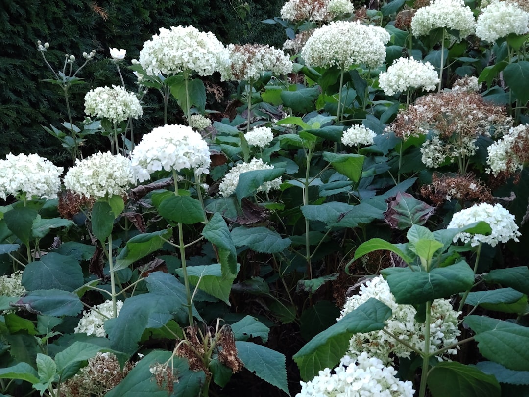 erfahren sie, wie sie hortensien richtig schneiden, um gesundes wachstum und prächtige blüten zu fördern. tipps und anleitungen zur optimalen rückschnittzeit und technik.