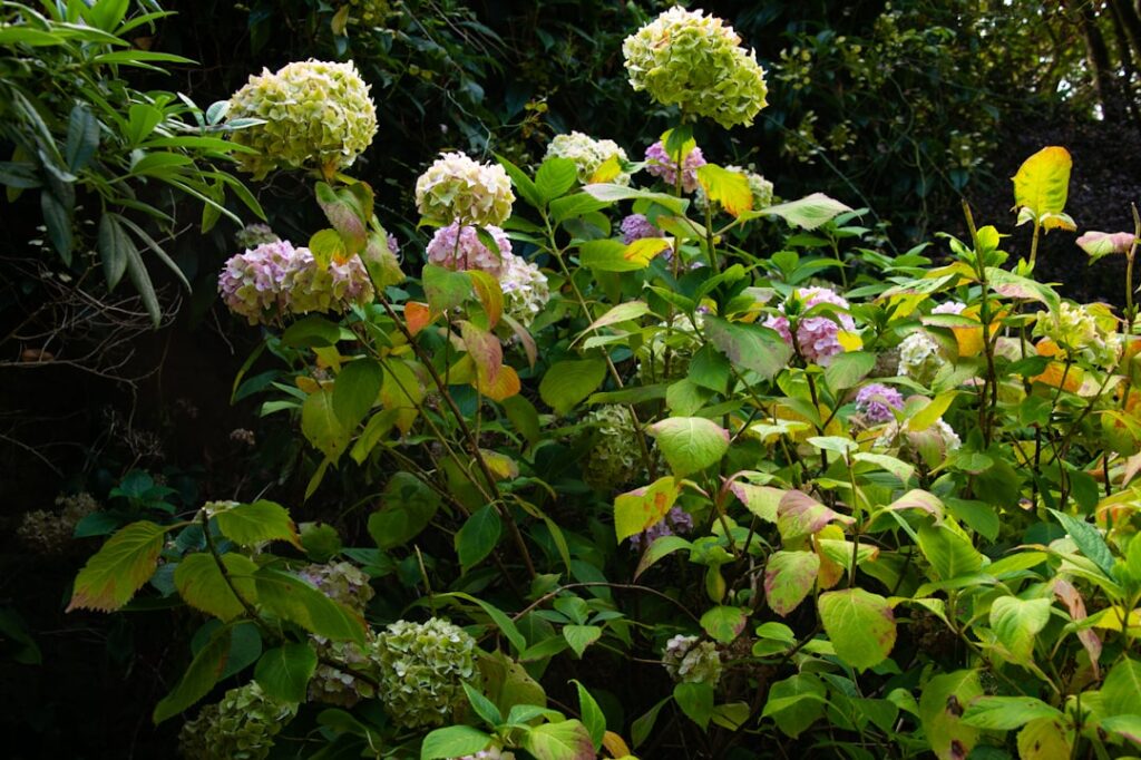 erfahren sie, wie sie hortensien richtig schneiden, um gesundes wachstum und prachtvolle blüten zu fördern. praktische tipps zur richtigen schnittzeit und technik.