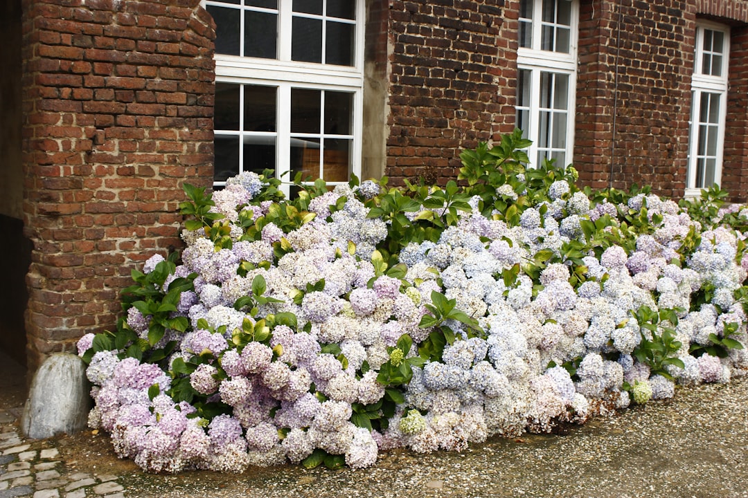 entdecken sie die schönheit und vielfalt der hortensien (hydrangeas). erfahren sie tipps zur pflege und gestaltung ihres gartens mit diesen blühenden pflanzen.