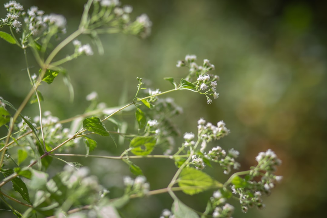 erfahren sie mehr über knotweed, eine robuste pflanzenart, die oft als invasiv gilt. entdecken sie ihre merkmale, auswirkungen und effektive bekämpfungsmethoden.