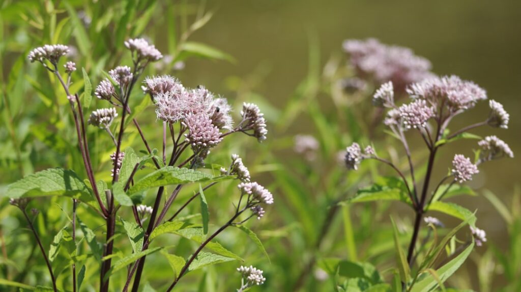 knotweed ist eine invasive pflanzenart, die für ihr schnelles wachstum und ihre widerstandsfähigkeit bekannt ist. erfahren sie mehr über ihre eigenschaften, auswirkungen und kontrollmethoden.