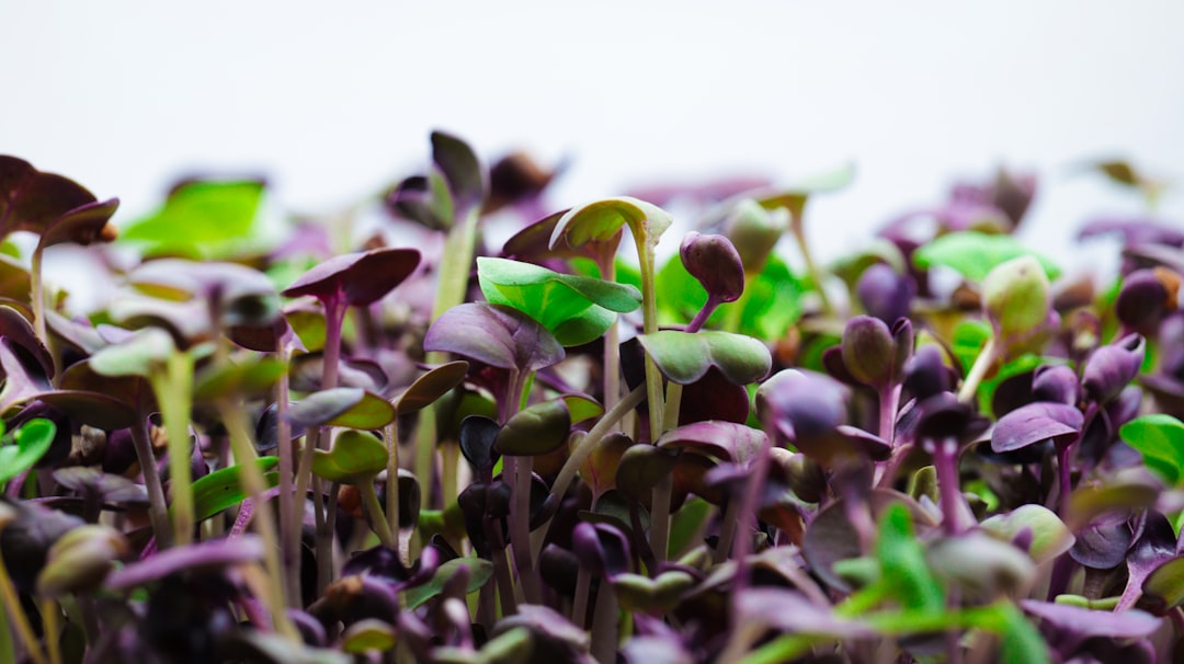 entdecken sie die welt der microgreens – nährstoffreiche, junge pflanzentriebe, die ihren gerichten geschmack und frische verleihen.