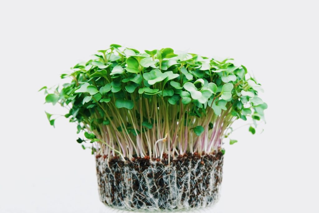 entdecken sie die gesunden und nährstoffreichen microgreens – junge, essbare keimlinge, die ihre gerichte aufwerten und für mehr geschmack und vitamine sorgen.