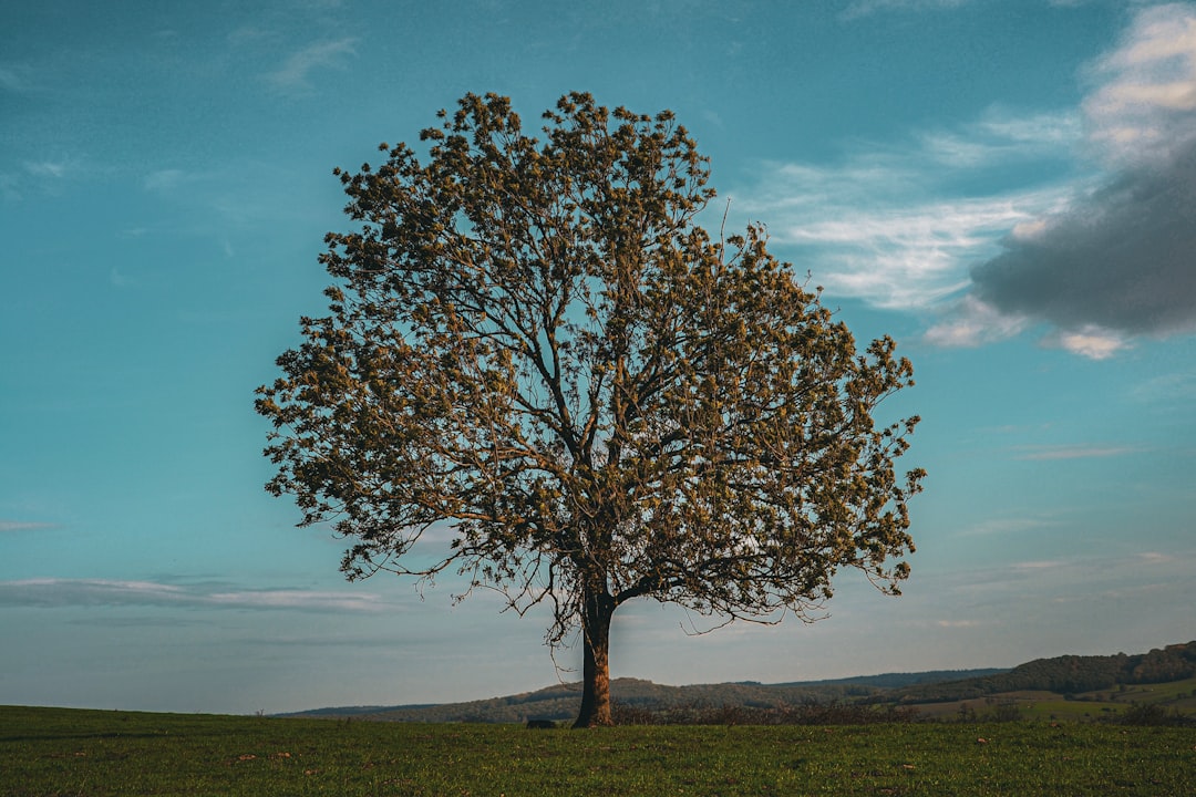 entdecken sie den ältesten baum der welt – ein lebendes zeugnis der geschichte und natur, das jahrhunderte überdauert hat.