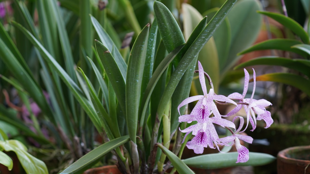 pflegehinweise für orchideen: tipps zur richtigen bewässerung, beleuchtung und düngung, um ihre orchideen gesund und blühend zu halten.