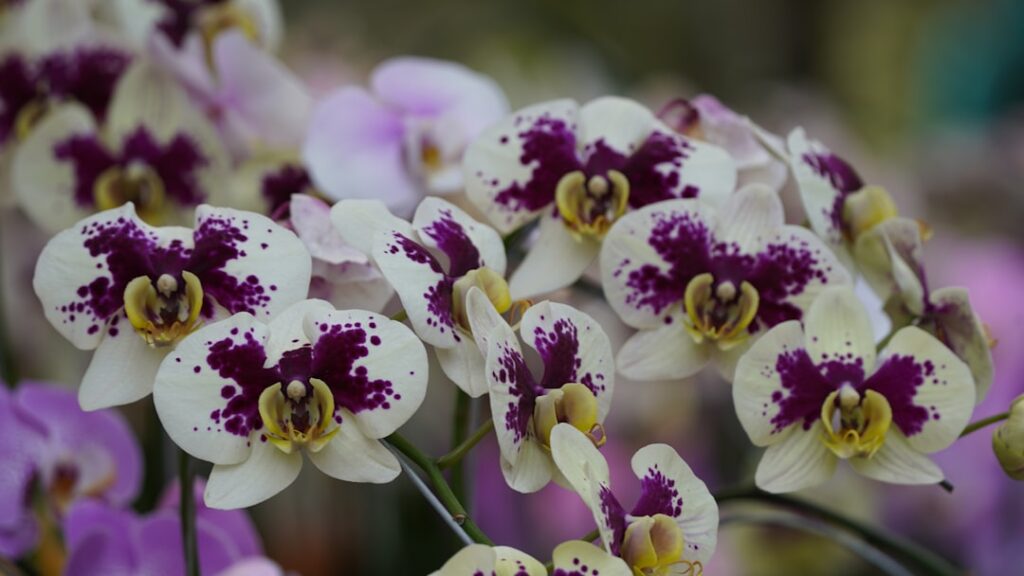 alles, was sie über die pflege von orchideen wissen müssen: tipps zu bewässerung, licht, dünger und standort für gesunde und schöne orchideen.