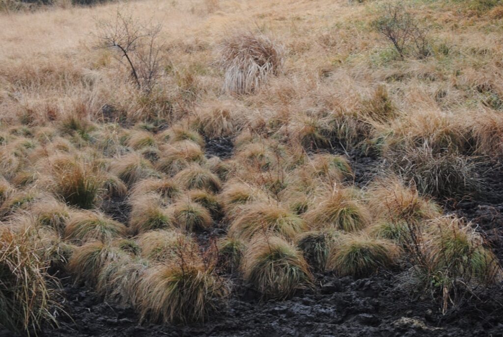erfahren sie, wie sie pampasgras richtig schneiden, um gesundes wachstum zu fördern und ihre gartenlandschaft das ganze jahr über attraktiv zu halten.