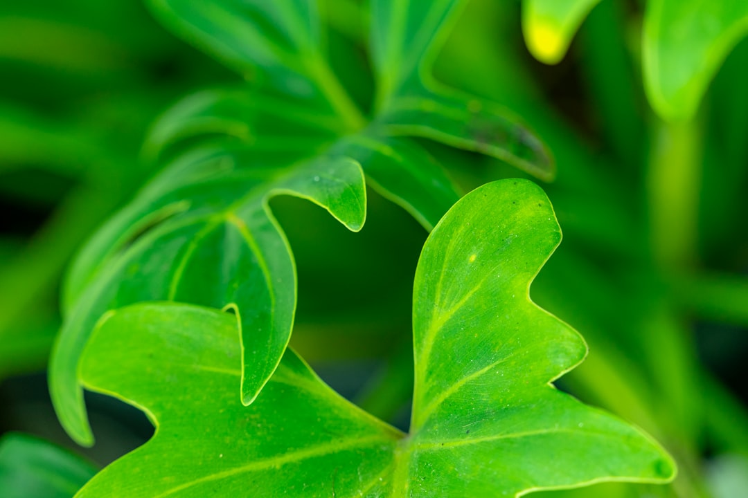 pflegehinweise für philodendron: tipps zur bewässerung, lichtbedarf und optimale wachstumsbedingungen für gesunde und schöne zimmerpflanzen.