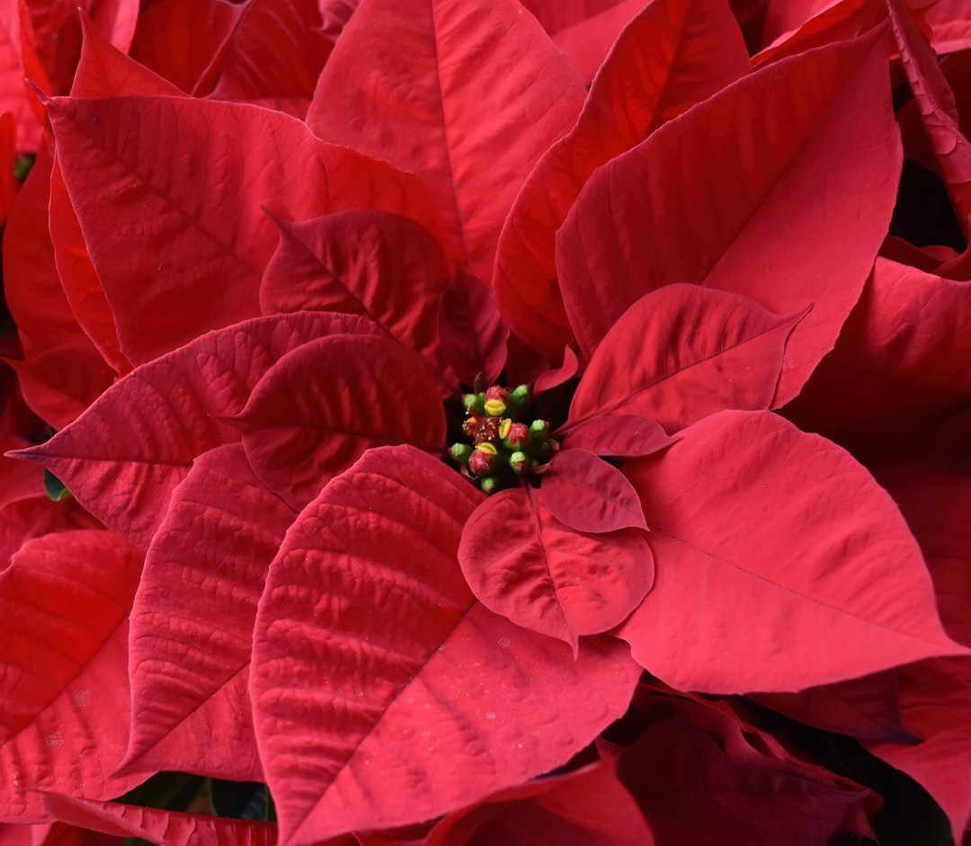 entdecken sie die prachtvolle weihnachtsstern-pflanze (poinsettia), bekannt für ihre leuchtend roten blätter und festliche dekoration während der weihnachtszeit.