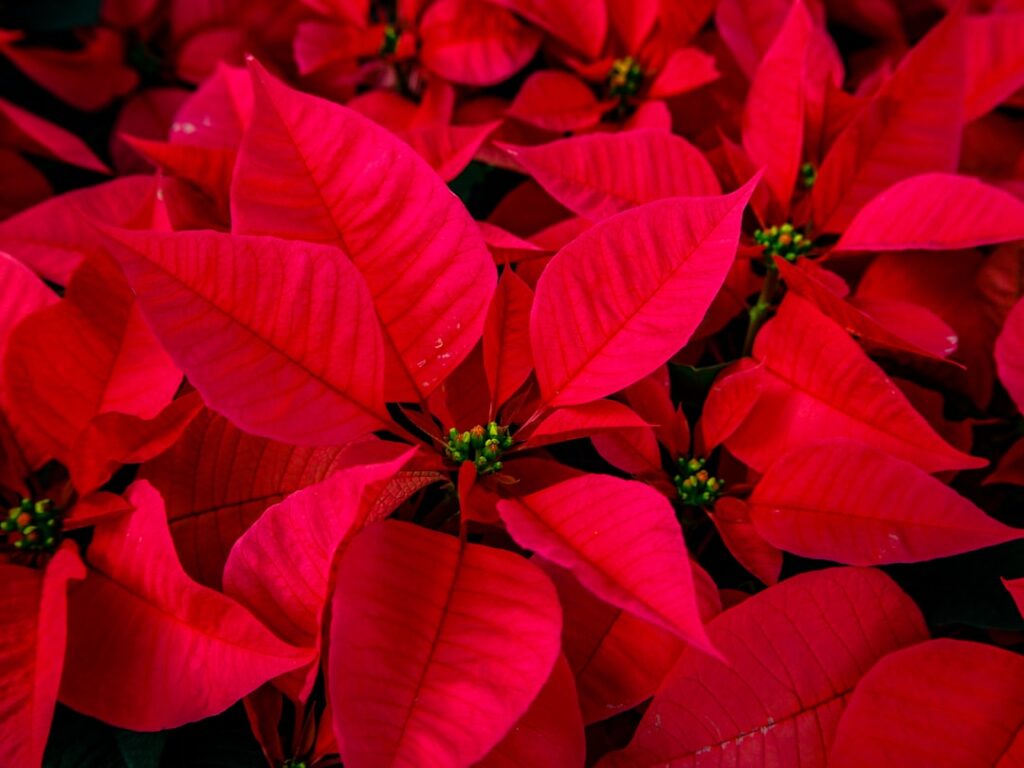 entdecken sie alles über die prachtvolle weihnachtsstern-pflanze (poinsettia): herkunft, pflegehinweise und dekorationsideen für die festliche saison.