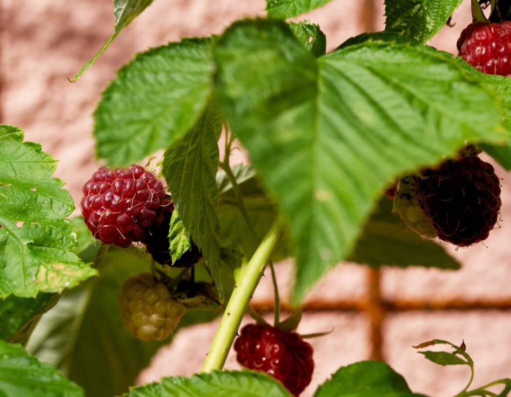 erfahren sie alles über das pflanzen von himbeeren: optimale pflanzzeiten, bodenanforderungen und pflegetipps für eine erfolgreiche ernte.