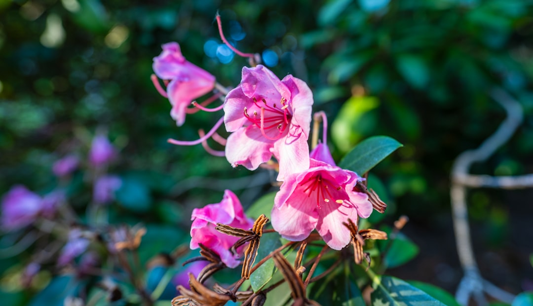 informationen über das rhododendron-virus: erkennen, symptome, prävention und behandlungsmöglichkeiten für gesunde rhododendron-pflanzen.