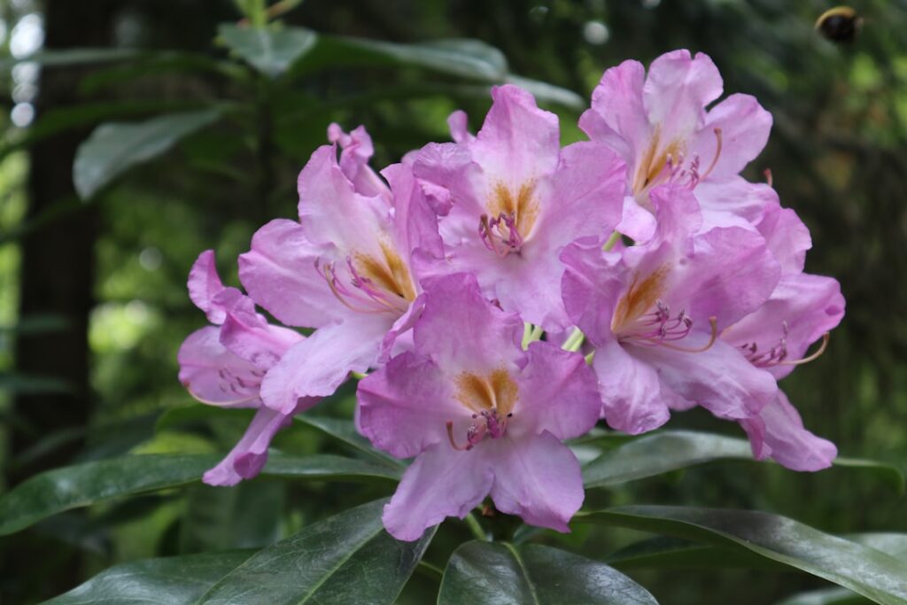 erfahren sie alles über das rhododendron-virus: symptome, ursachen und wie sie ihre pflanzen effektiv schützen und behandeln können.