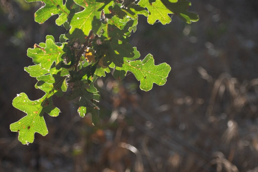 die stieleiche (sessile oak) ist eine robuste, langlebige baumart, die in europas wäldern weit verbreitet ist und für ihr hochwertiges holz geschätzt wird.