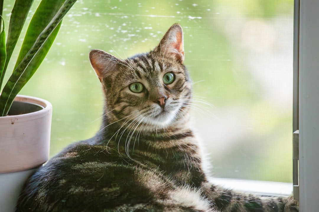 pflege der bogenhanf-pflanze: tipps zur richtigen bewässerung, lichtbedarf und optimale bedingungen für gesundes wachstum.