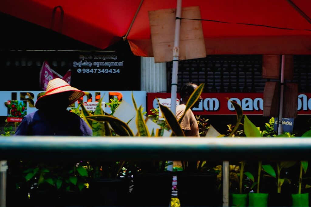 pflege der bogenhanf-pflanze: tipps für licht, bewässerung und optimale wachstumsbedingungen, um ihre zimmerpflanze gesund und schön zu halten.