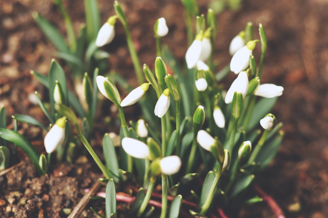 erfahren sie, wie sie schneeglöckchen pflanzen, um ihren garten im frühling mit zarten weißen blüten zu verschönern. tipps zur auswahl des standorts, pflanzzeit und pflege.