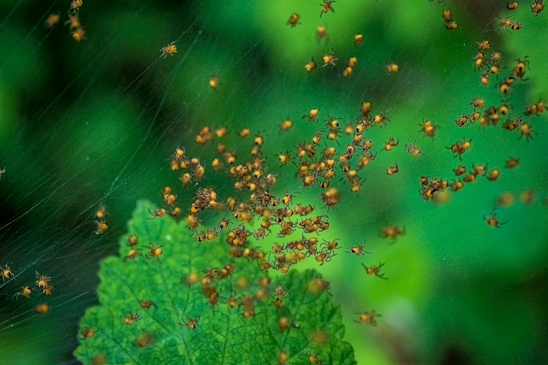 erfahren sie alles über spinnmilben: erkennung, bekämpfung und vorbeugung, um ihre pflanzen gesund zu halten.