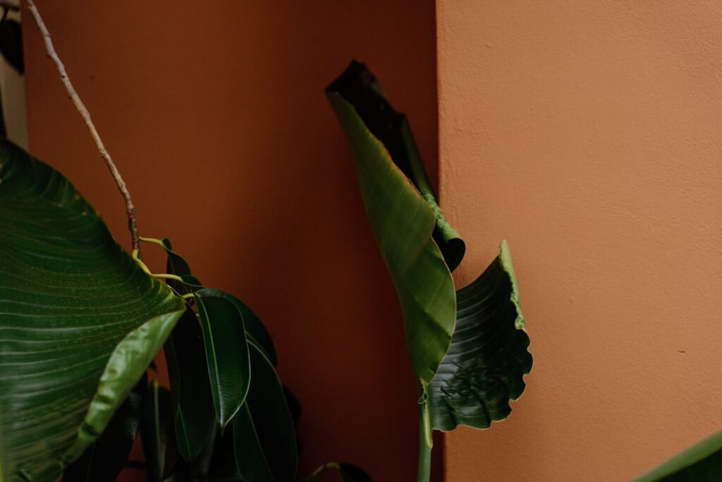 erfahren sie, wie sie ihre strelitzia-pflanze richtig pflegen, von der bewässerung über lichtverhältnisse bis hin zur optimalen düngung für gesundes wachstum.