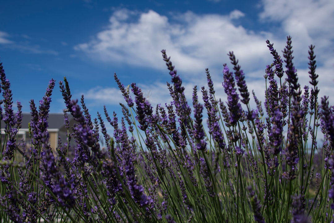 sommerflieder: entdecken sie den bezaubernden duft und die leuchtenden farben des sommerflieders – perfekt für ihren garten im sommer.