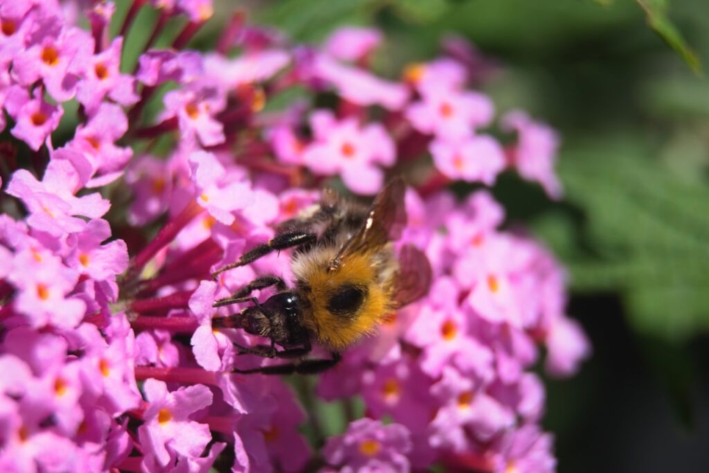 sommerflieder – entdecken sie die duftenden, lilafarbenen blüten, die ihren garten im sommer mit farbe und leben erfüllen.
