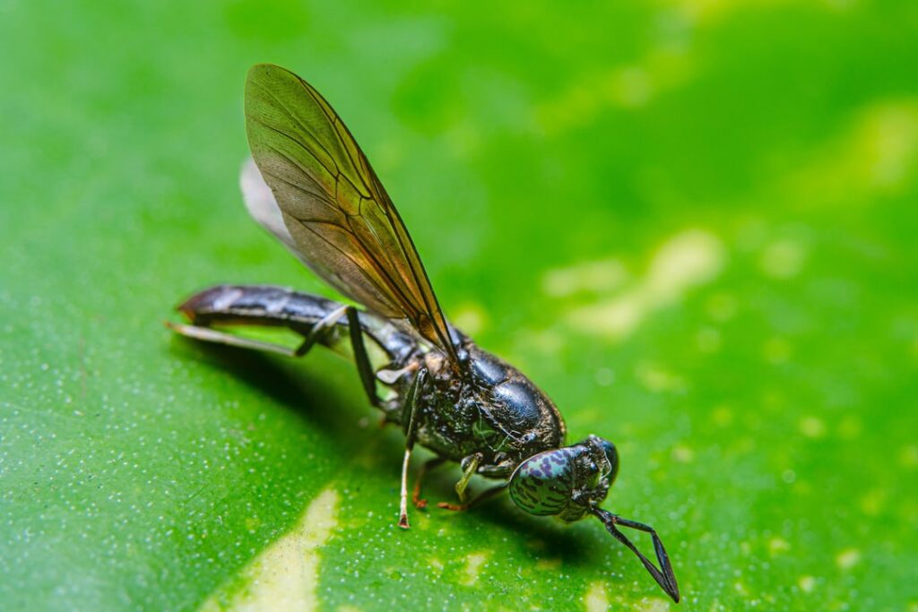 erfahren sie alles über thripse: identifikation, bekämpfung und schutzmaßnahmen gegen diese kleinen pflanzenschädlinge.
