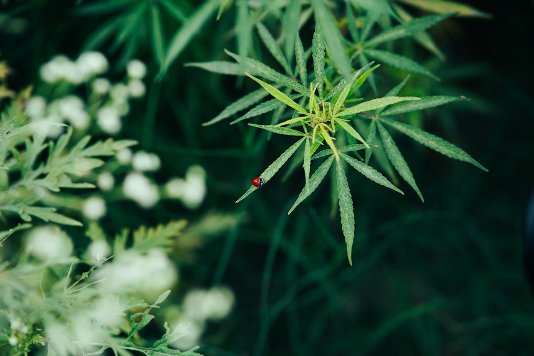 effektives unkrautvernichtungsmittel für gesunde und gepflegte gärten. finden sie den besten weedkiller für nachhaltige unkrautbekämpfung.