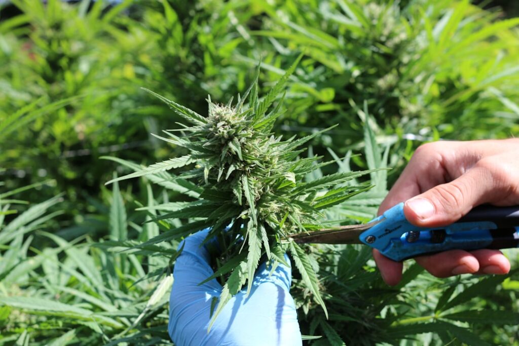 effektives unkrautvernichtungsmittel zur schnellen und nachhaltigen entfernung unerwünschter pflanzen in gärten und landwirtschaft.