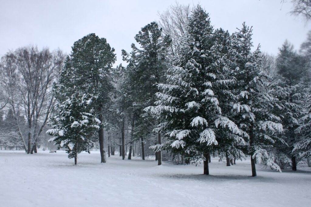 entdecken sie winterharte bäume, die frostige temperaturen und kalte winter mühelos überstehen. perfekt für ihren garten in kalten regionen.