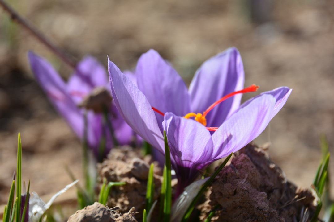 entdecken sie die herbstkrokus, eine bezaubernde pflanze, die im herbst blüht und ihren garten mit leuchtenden farben verschönert.