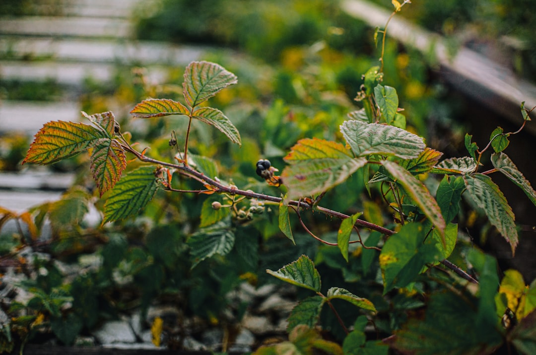 erfahren sie, wie sie brombeeren richtig schneiden, um gesundes wachstum zu fördern und eine reiche ernte zu sichern. praktische tipps zur brombeerschnittpflege.
