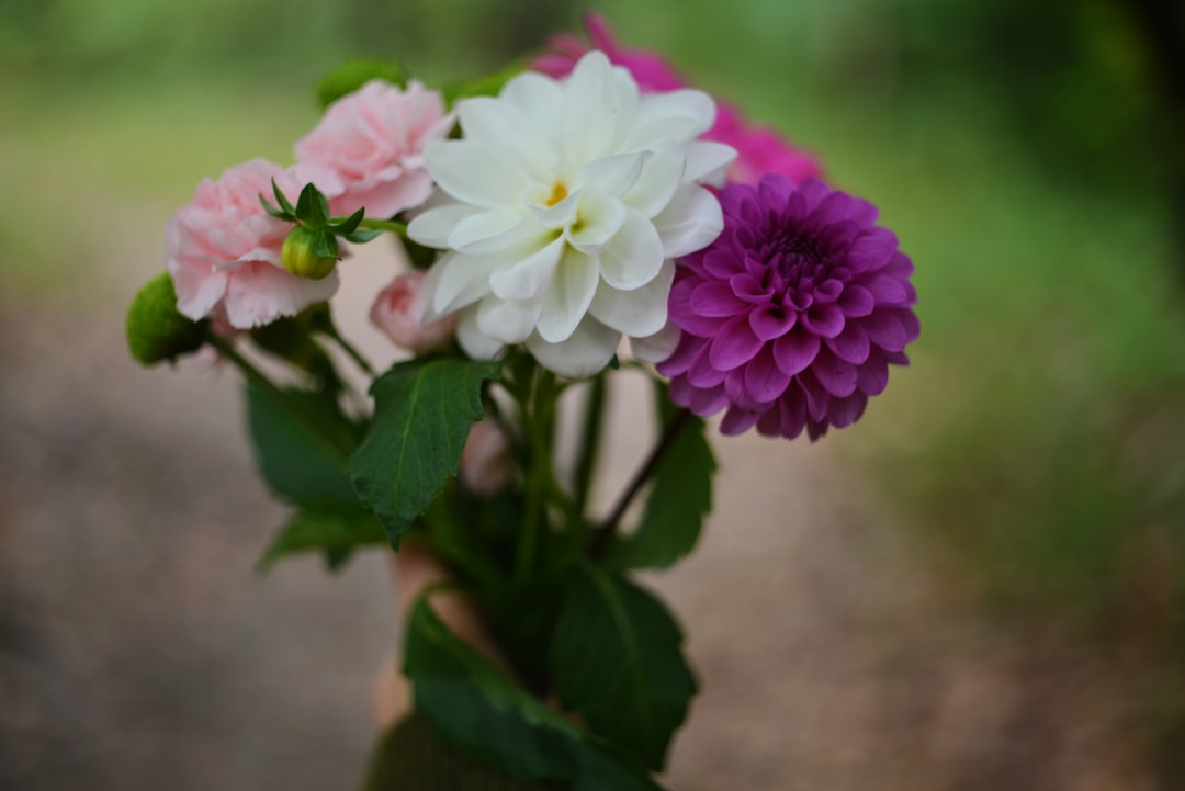 entdecken sie die schönheit von garten-nelken: bunte, vielseitige blumen, die jeden garten verschönern und leicht zu pflegen sind.