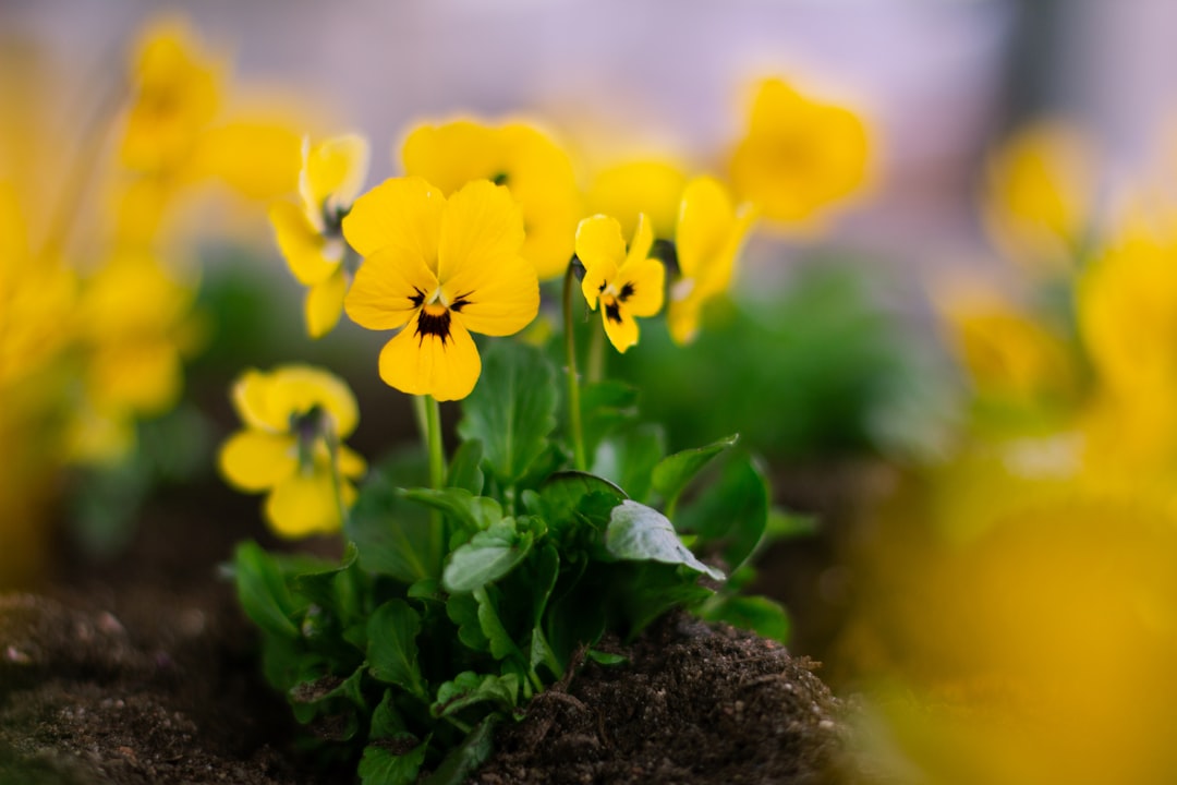 entdecken sie tipps und tricks für die pflege und das gärtnern mit stiefmütterchen – farbenfrohe blumen für jeden garten.