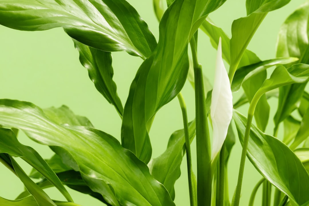 die friedenslilie ist eine elegante zimmerpflanze, die für ihre luftreinigenden eigenschaften und ihre pflegeleichte natur bekannt ist. ideal für wohn- und büroräume.